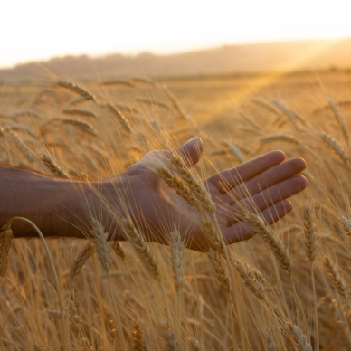 Agricultura conservativa