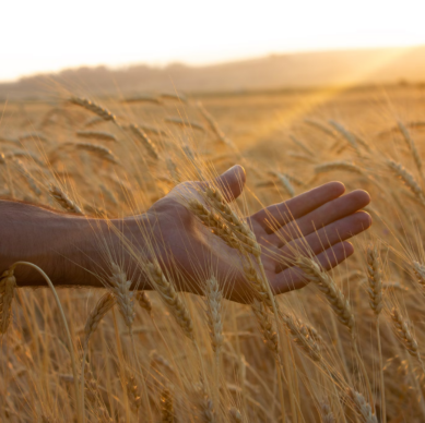 Agricultura conservativa