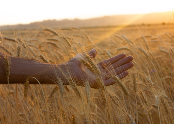 Agricultura conservativa