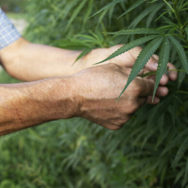 Growing cannabis or hemp plants for alternative medicine.