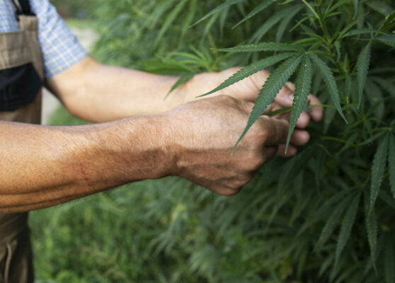 Growing cannabis or hemp plants for alternative medicine.