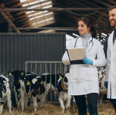 Veterinary at the farm walking in cowshed checking the cows
