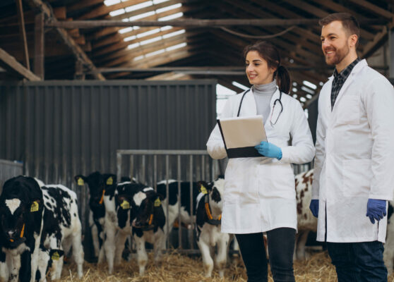 Veterinary at the farm walking in cowshed checking the cows