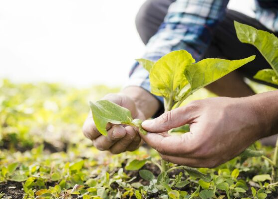 man-taking-care-his-farm-close-up