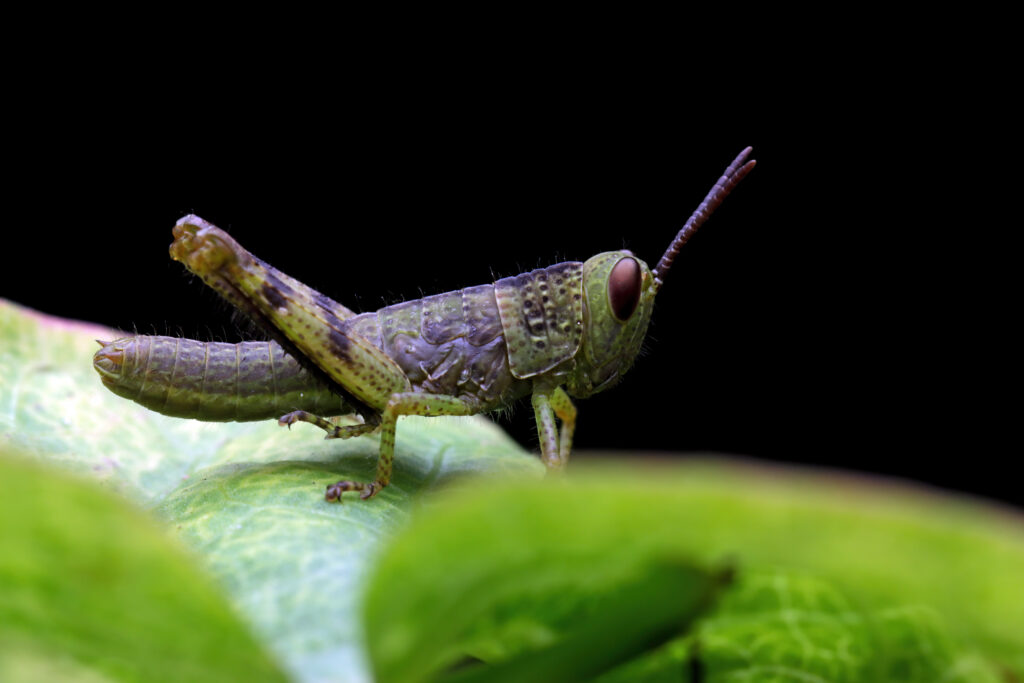 grasshopper closeup green leaves grasshopper closeup with black background 1