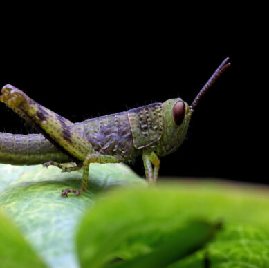 grasshopper-closeup-green-leaves-grasshopper-closeup-with-black-background