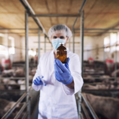 Veterinarian in protective clothes holding bottle with medicine at pig farm.