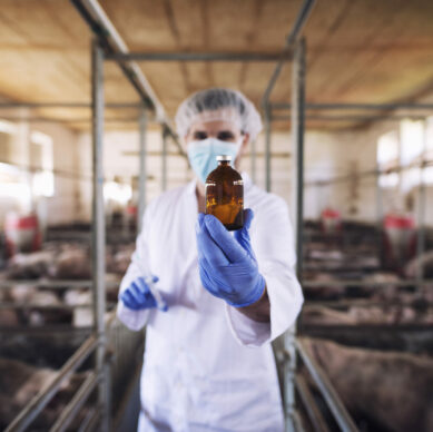 Veterinarian in protective clothes holding bottle with medicine at pig farm.