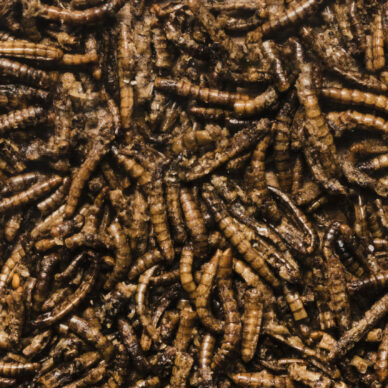delicious-fried-worms-top-view