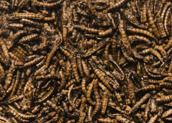 delicious-fried-worms-top-view