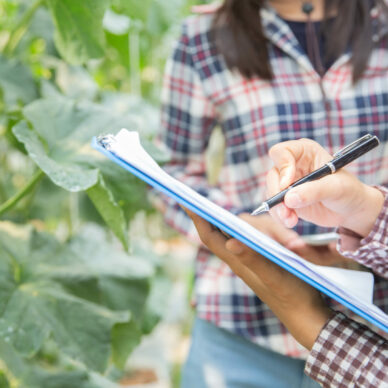Woman science Assistant ,Agricultural Officer. in greenhouse farm research melon