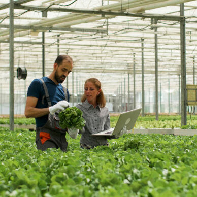 Farmer man showing cultivated fresh salads to agronomist businesswoman discussing agronomy production during farming season. Rancher harvesting organic green vegetables in hydroponic greenhouse