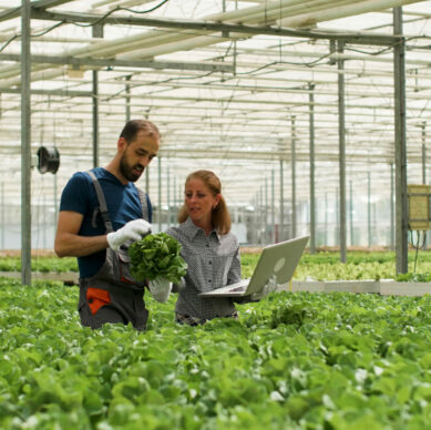 Farmer man showing cultivated fresh salads to agronomist businesswoman discussing agronomy production during farming season. Rancher harvesting organic green vegetables in hydroponic greenhouse