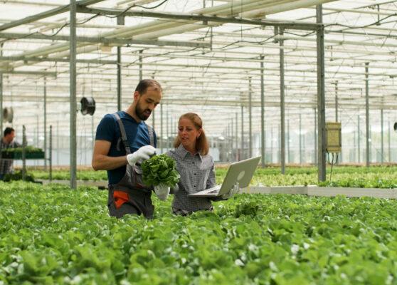 Farmer man showing cultivated fresh salads to agronomist businesswoman discussing agronomy production during farming season. Rancher harvesting organic green vegetables in hydroponic greenhouse