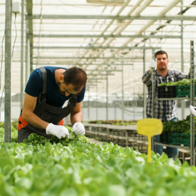 Gardener man checking fresh organic salads in greenhouse plantation preparing for agronomy production. Rancher harvesting green vegetables using hydroponics system. Concept of agriculture