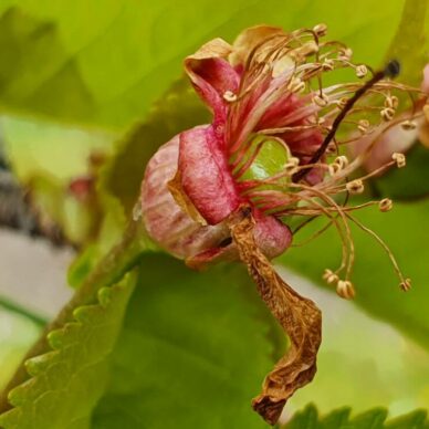frost-damage-cherries-2
