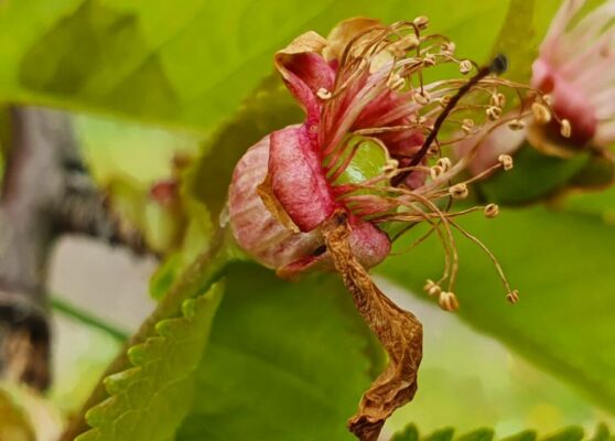 frost-damage-cherries-2