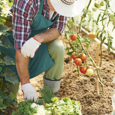 Hard work in garden brings results Hard work in garden brings results