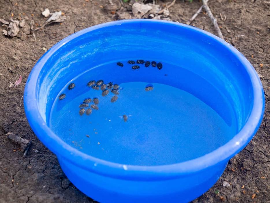 Alexei Micu: „În livadă, temperatura solului poate fi cu până la 10°C mai mică când este înierbată” 3 image 1