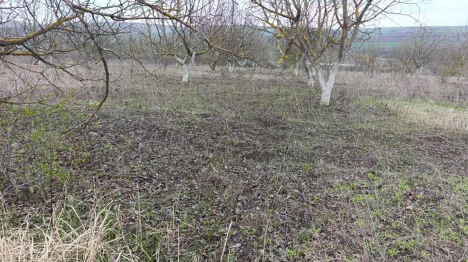 Fermier: „În livada de nuc, covorul vegetal păstrează apa în sol și reduce stresul pomilor” 3 image 10