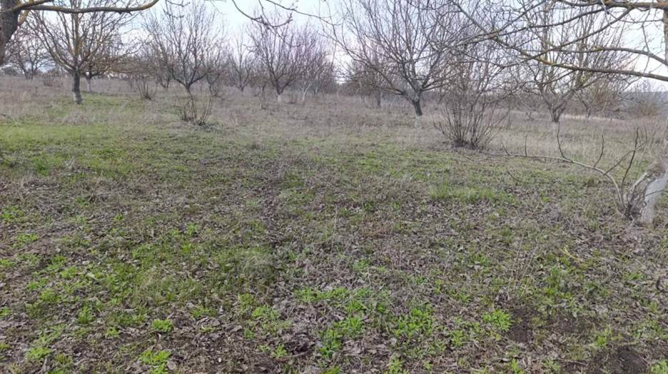 Fermier: „În livada de nuc, covorul vegetal păstrează apa în sol și reduce stresul pomilor” 4 image 11