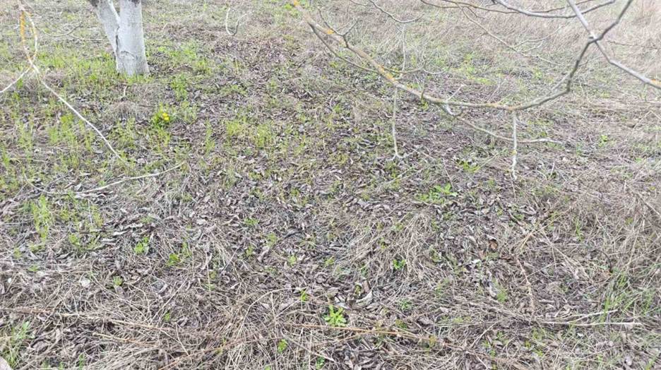 Fermier: „În livada de nuc, covorul vegetal păstrează apa în sol și reduce stresul pomilor” 2 image 8