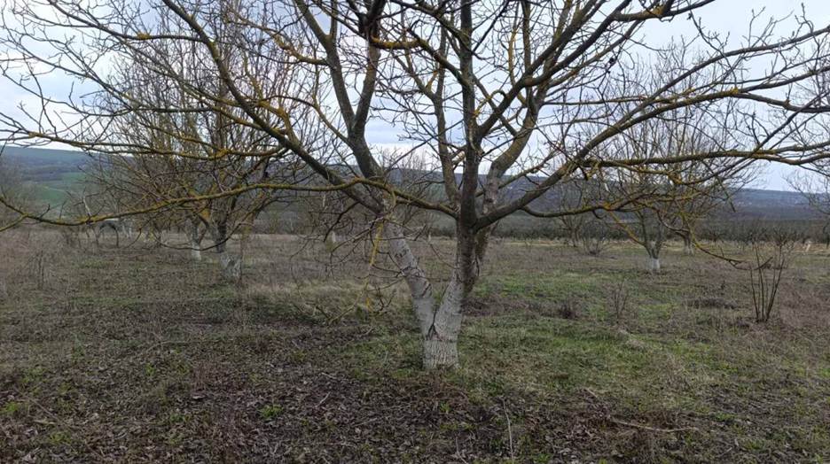 Fermier: „În livada de nuc, covorul vegetal păstrează apa în sol și reduce stresul pomilor” 1 image 9