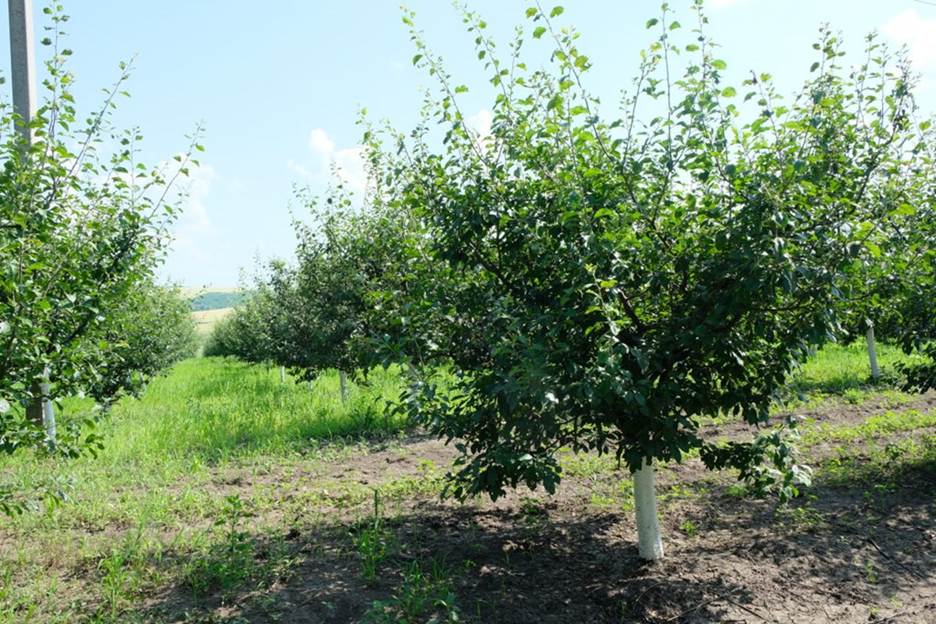 Alexei Micu: „În livadă, temperatura solului poate fi cu până la 10°C mai mică când este înierbată” 2 image